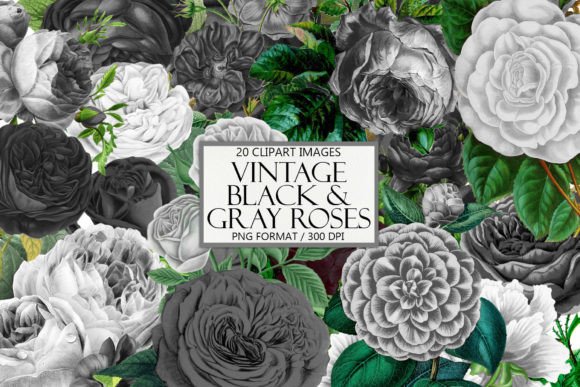 Elegant Florals: A Guide to Vintage Black and Gray Roses Clipart